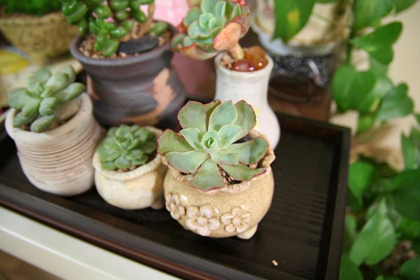  새 식구 파우더 블루