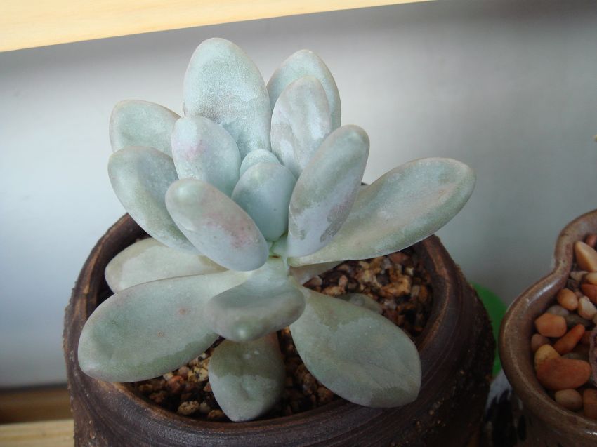 꽃피에서 도미인을 들였는데.. 아마도 성미인이 확실..실수하셨나봐요~