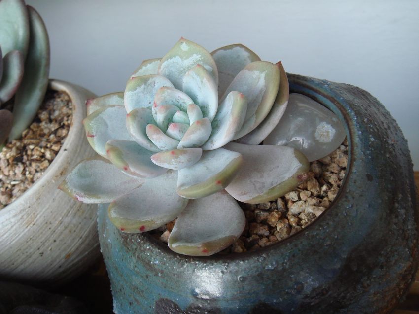 오래된? 파랑새여요~