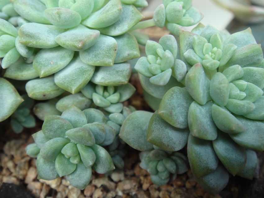  여전히 열심히 아가만 만들고있네요~