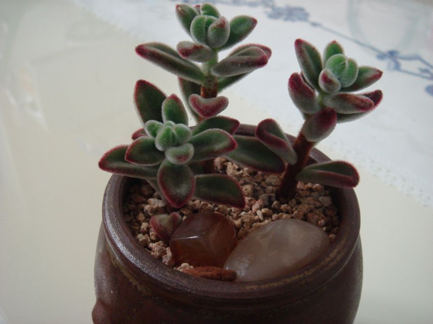 어쩜 세아이모두 꽃대가 생기려나봐요~