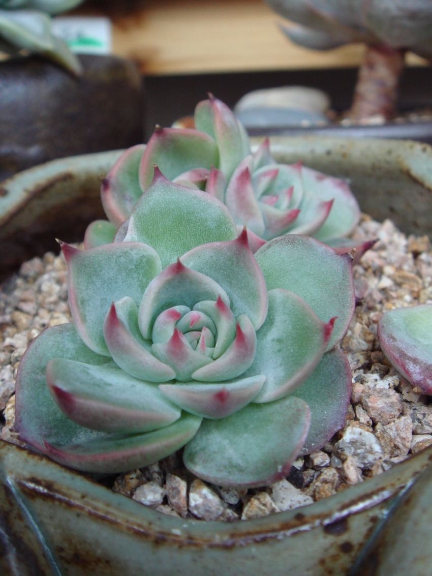 언제 클라나~~~ㅎ