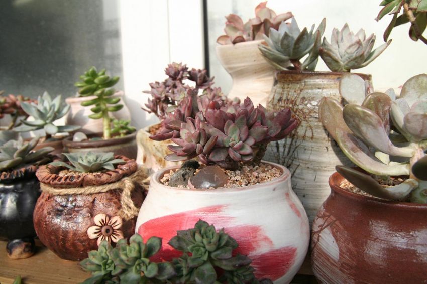 원종이가 해바라기중...원종프리티