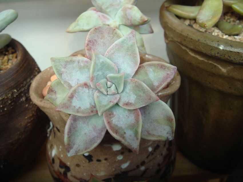  물 다빠진 홍용월이여요~~에이구 베기싫어라~ㅎㅎ