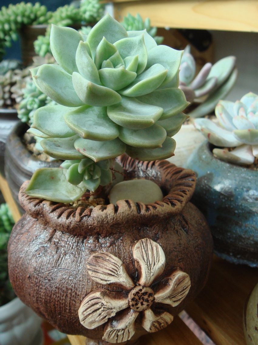  하나밖에 없는 울집 백모란이네요~