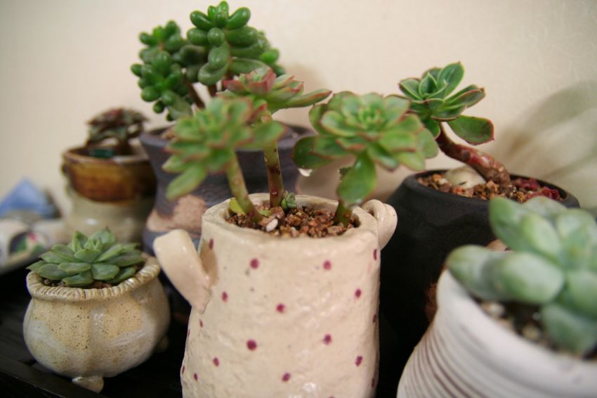  홍화장 아가가 달렸네요~ㅎ