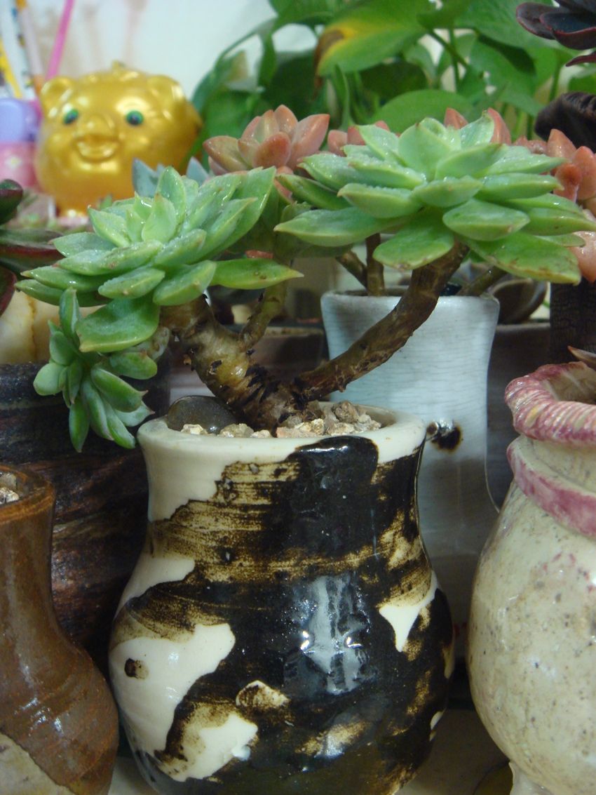  얘 이름은 판크라구도 하구요~ 펑크인이라구도...