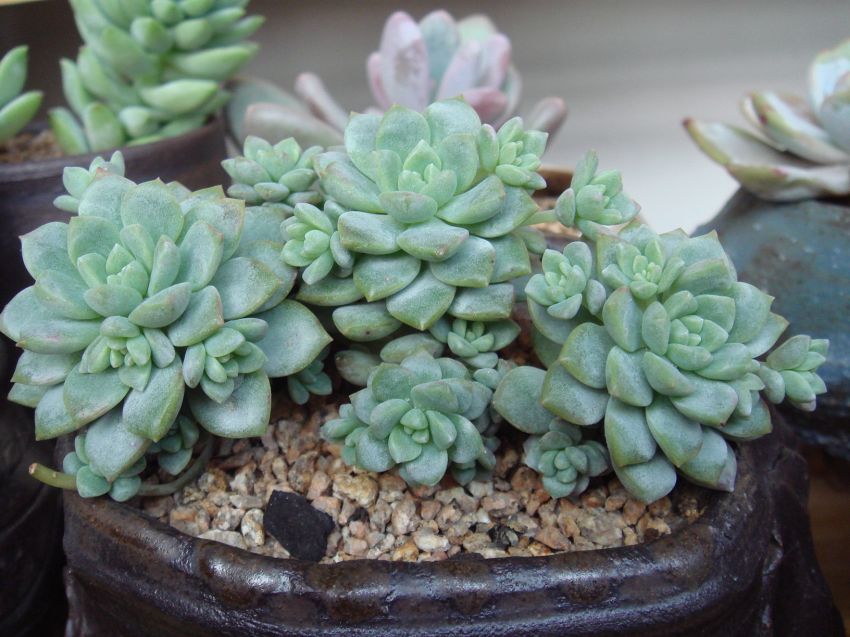 물은 다빠졌지만...리틀장미여요