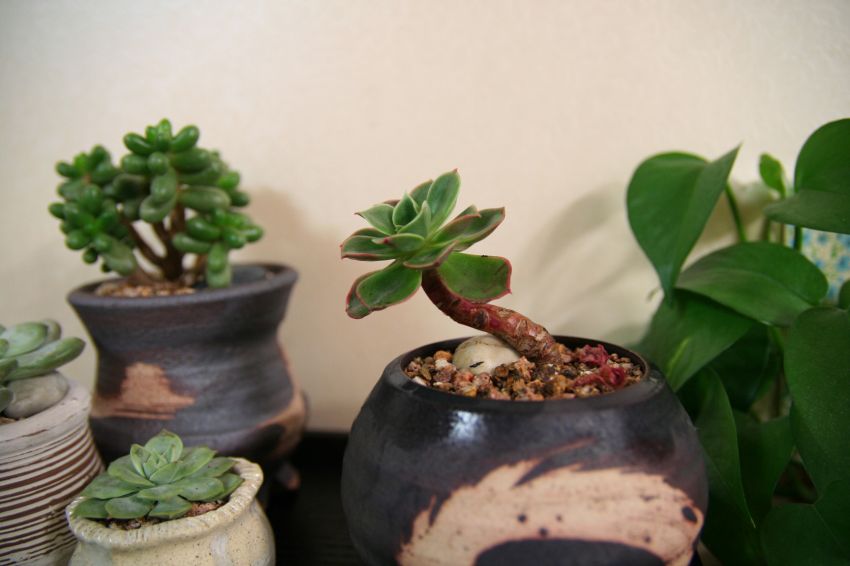  에쓰라인 그라우스