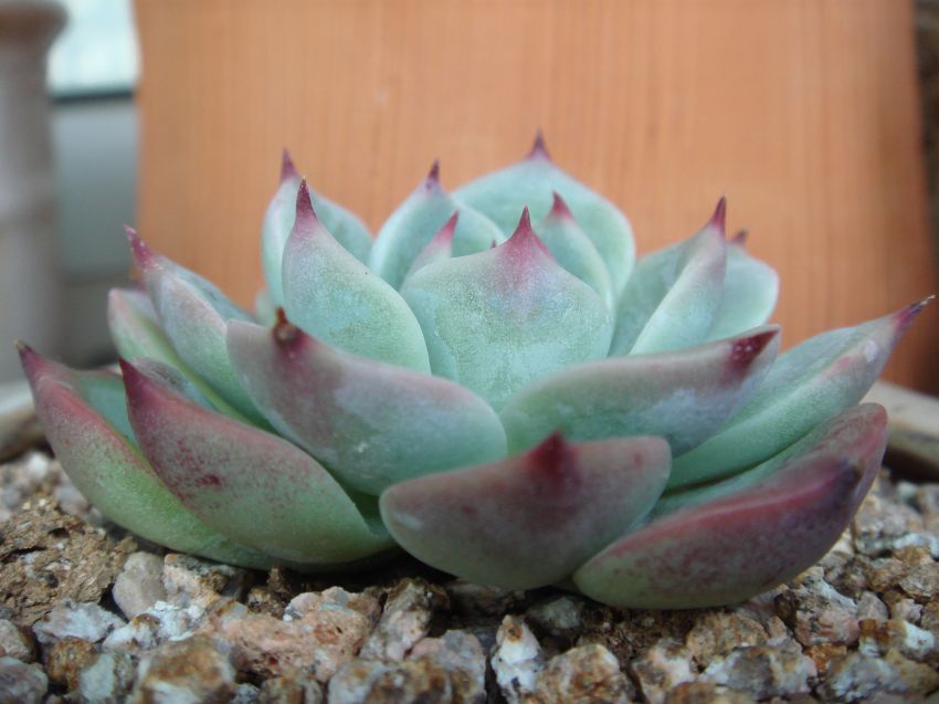 별로 색이 이쁘게 물들지 않네요~