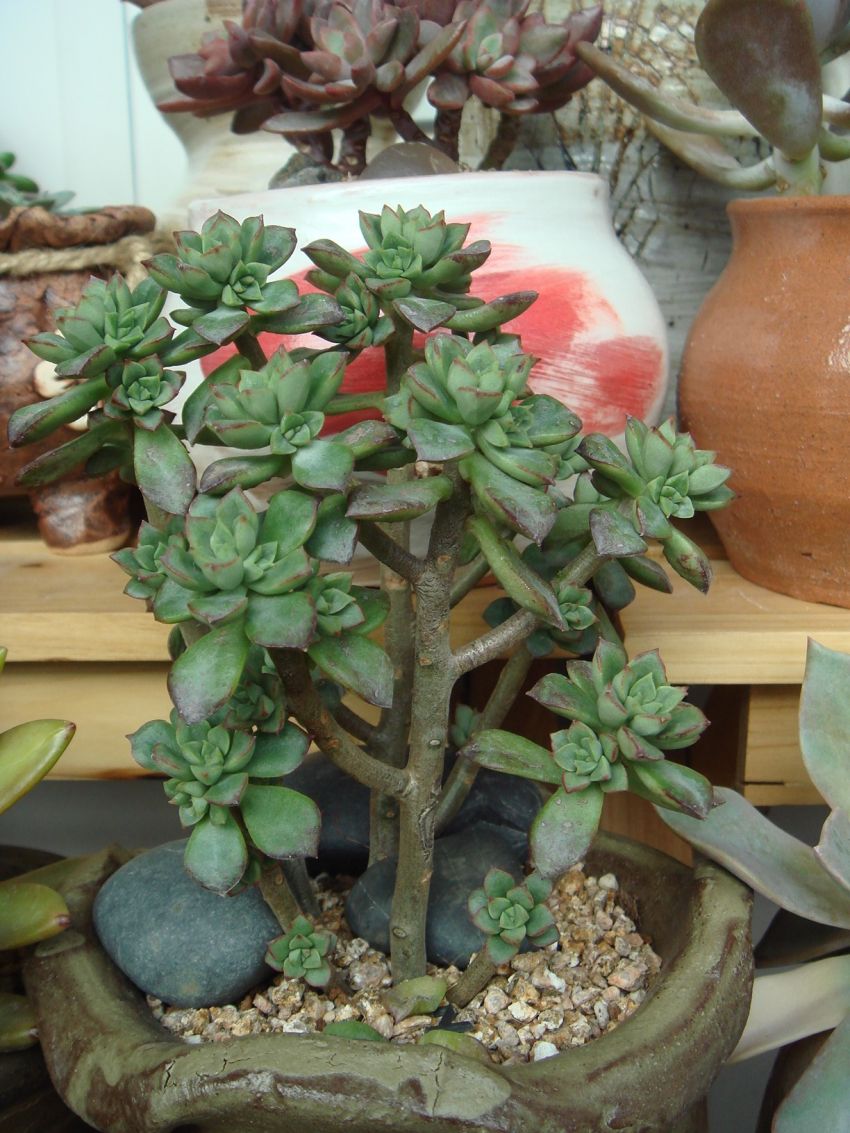  구미리도 색빠지구...