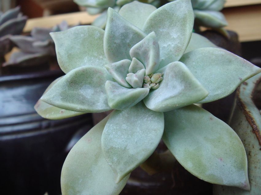 꽃대가 올라오고있어요~