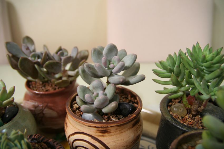  물 다빠진 도미인