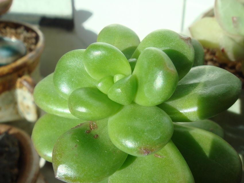 물한번주고나니 이리도 탱글한것을 ...ㅎㅎ송록이여요~