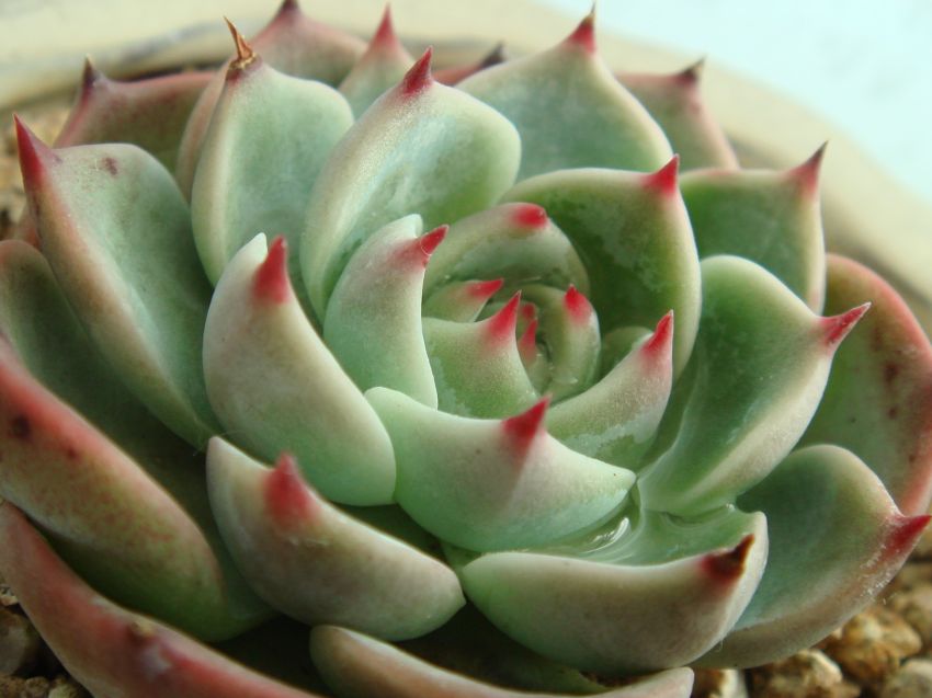  얜 치와와여요~ 