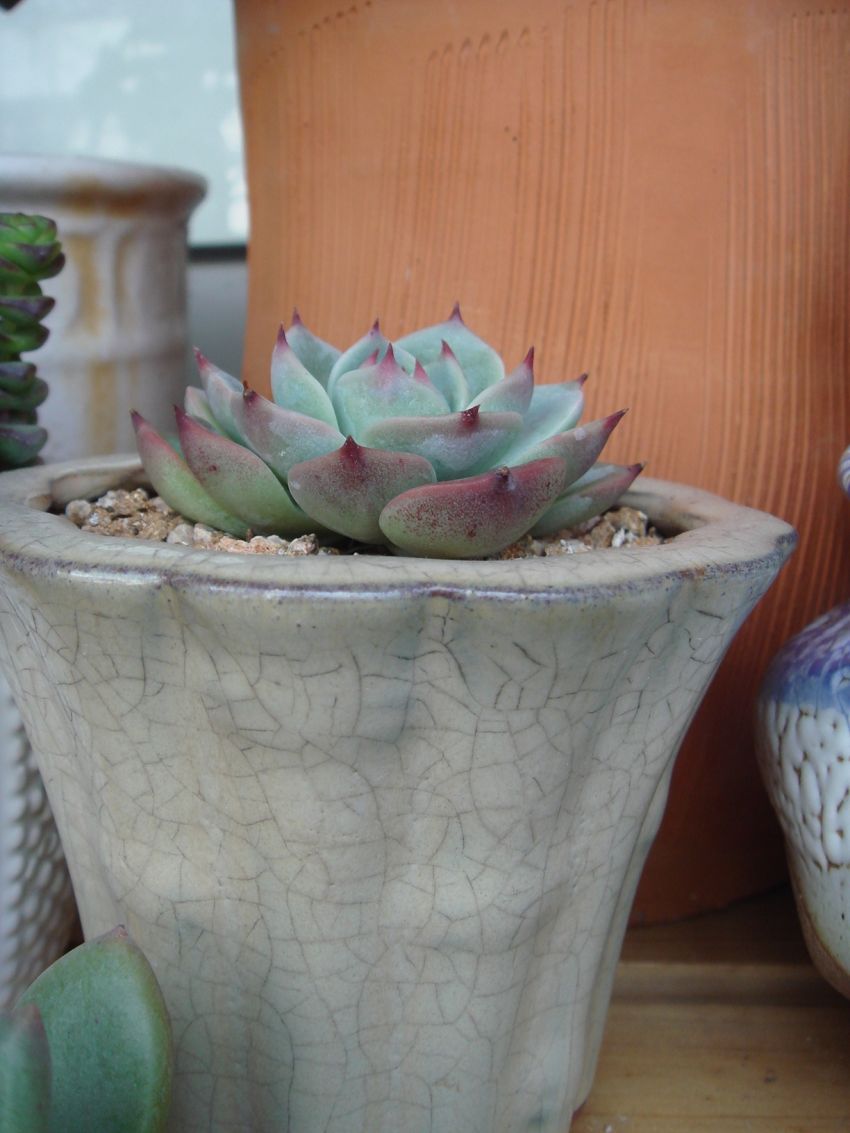 얘는 오래된 다큰 치와와..