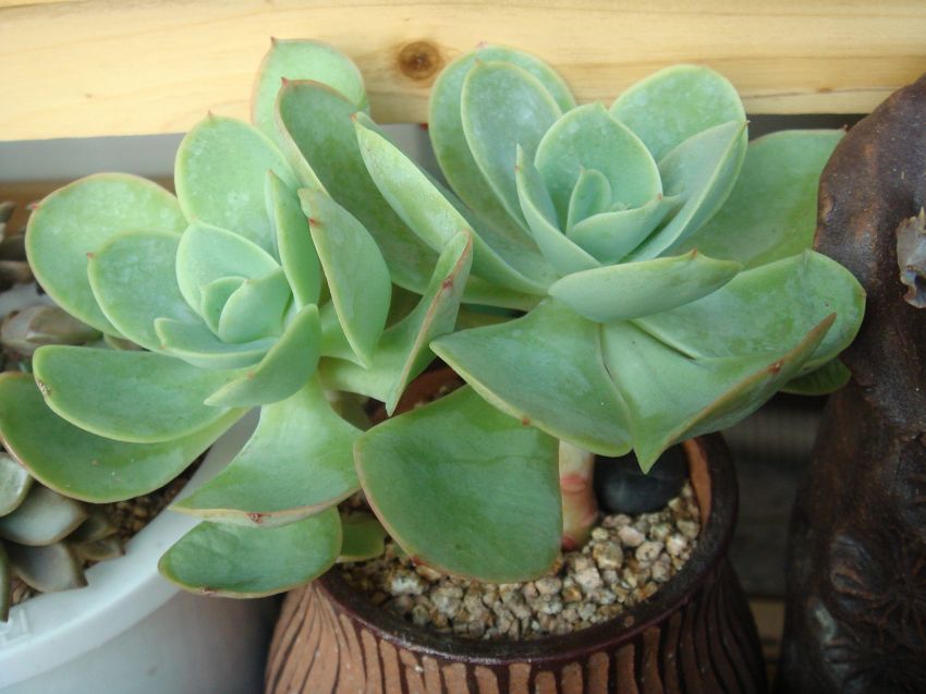 파리다,윤회,상학이라구도 한다죠~