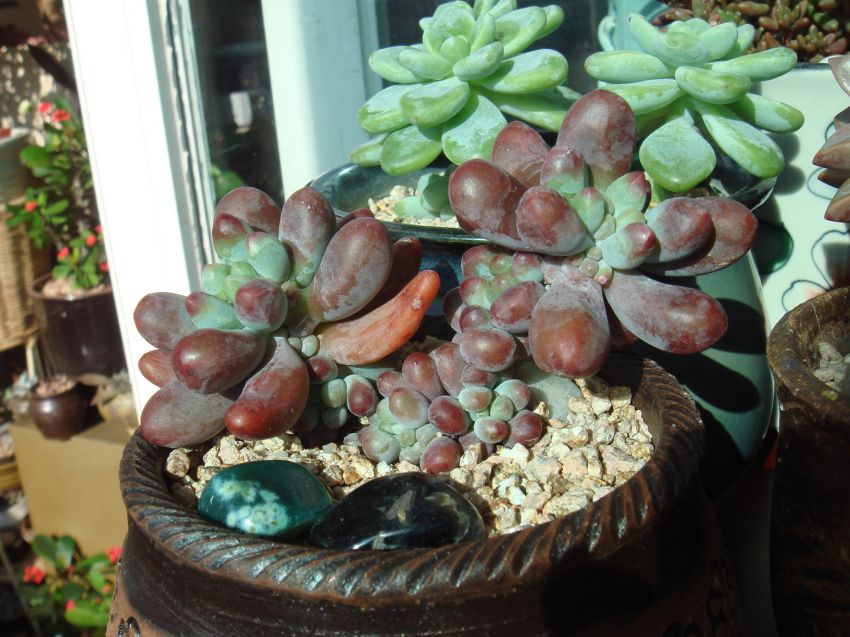 서서히 색이 빠지는거 같네요~ㅜ.ㅜ