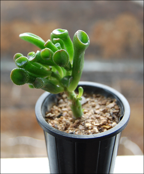 쎄째..꽃피에서 덤으로 받은녀석