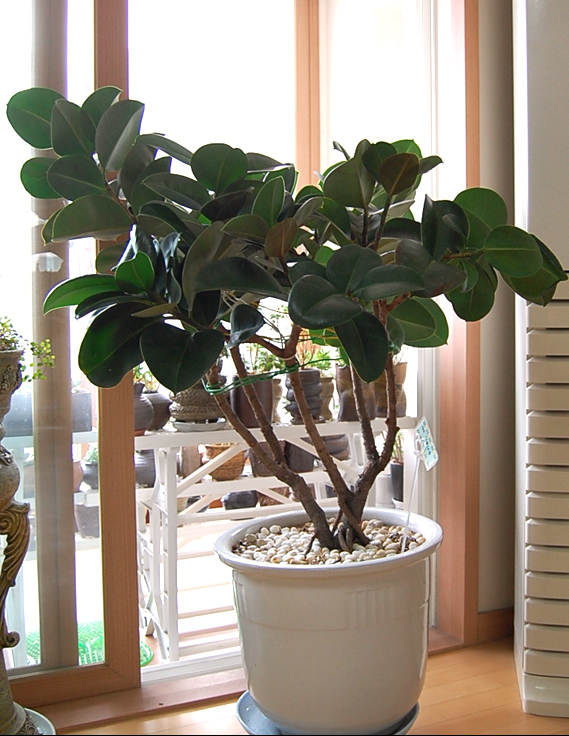 12~ 3 년된 고무나무