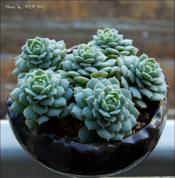 푸푸표 정야 (꽃피표)