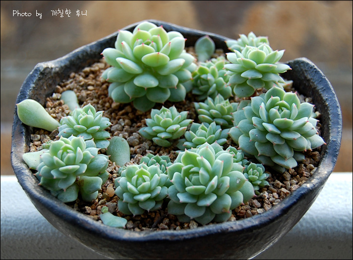 꽃피표 군생정야와 덤으로 받은 정야 하나 ㅋㅋ