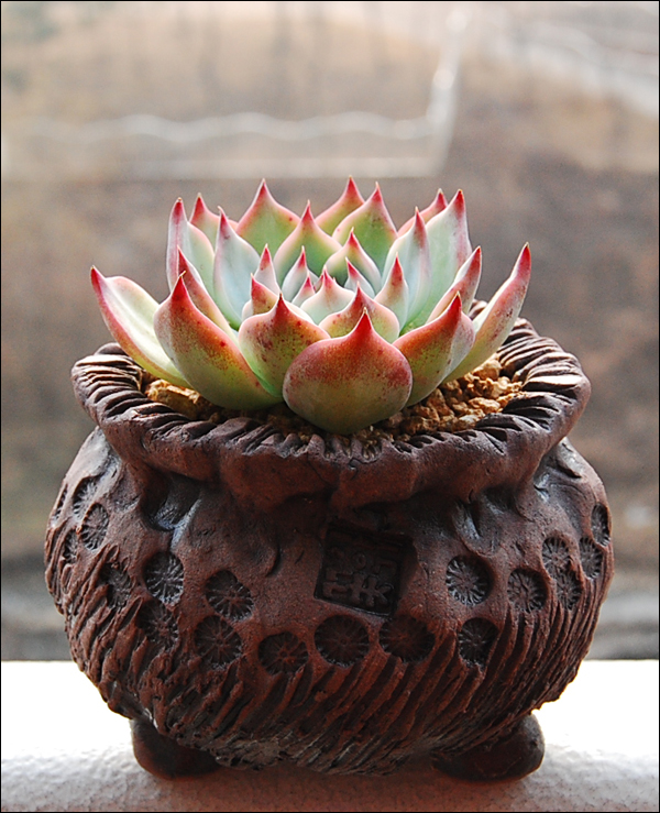 큰형 치와와린제 (도태랑)