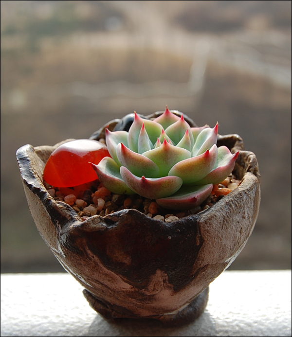 막둥이 치와와엔시스