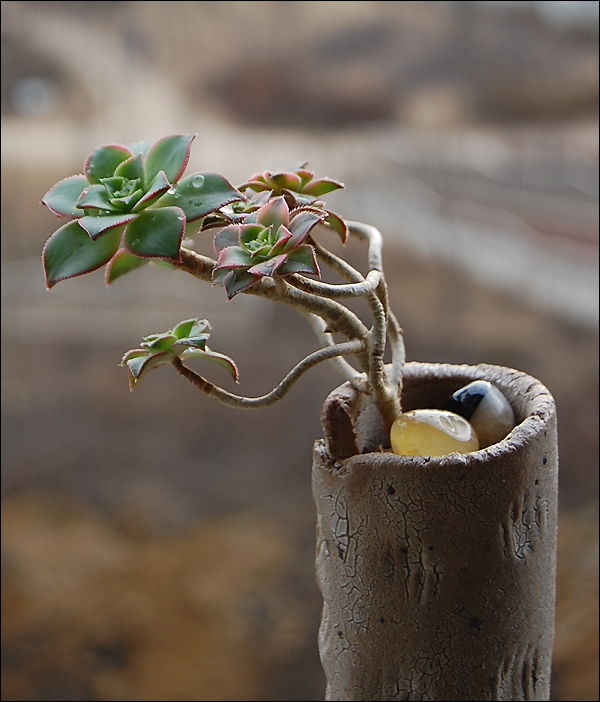 넷째.. 수형이 이쁜녀석