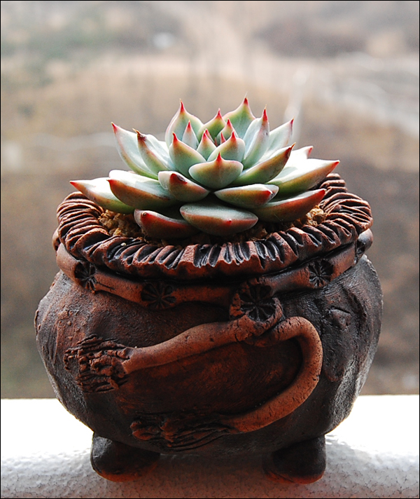 둘째 치와와엔시스 (혹 양귀비?)