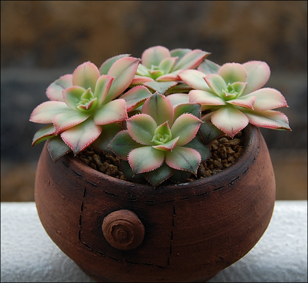 최다 출연한 녀석..잎꽂이와 삽목으로 큰..