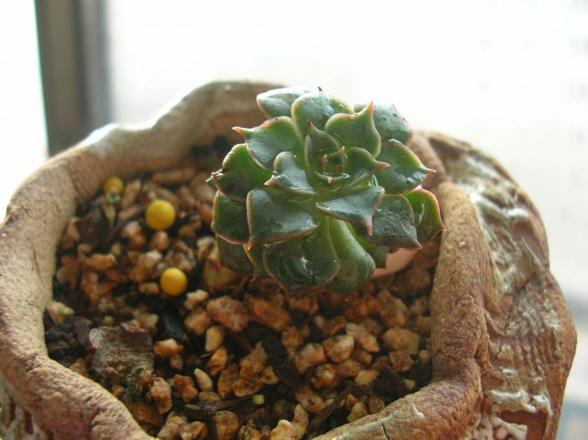 이 아이의 이름을 모르겠어요.