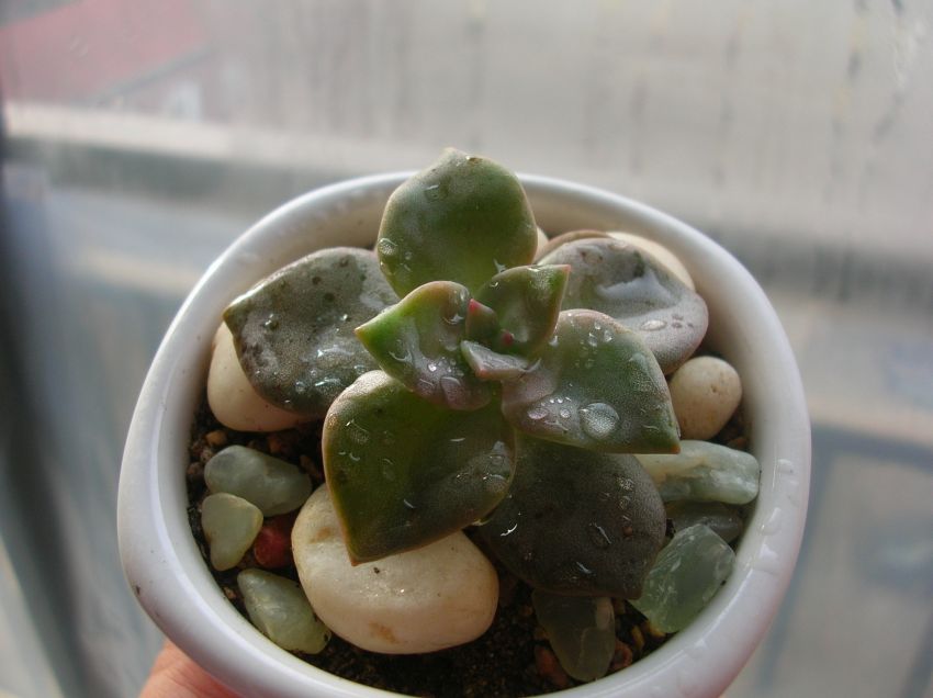 더디게 자라는 연봉