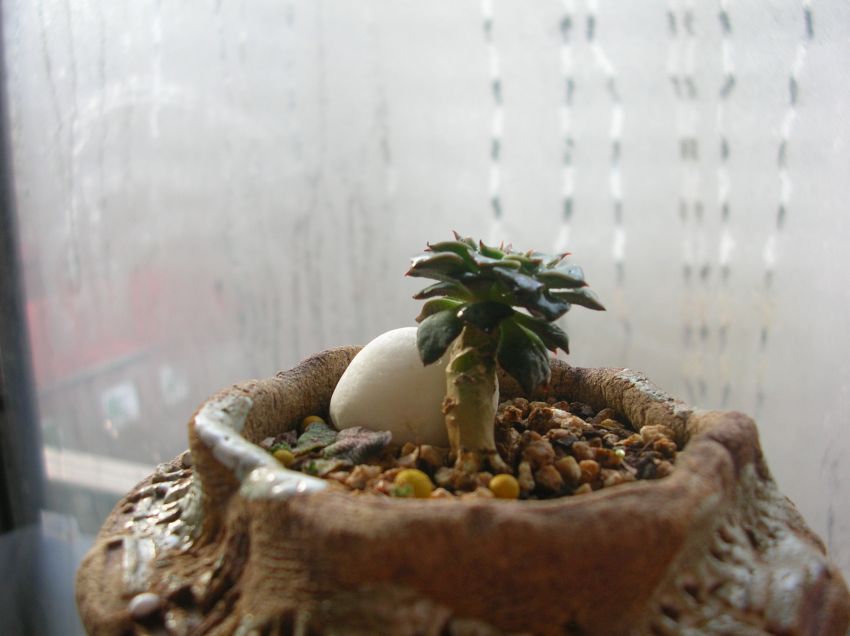 류구님에게도 있단 소리는 들었는디..