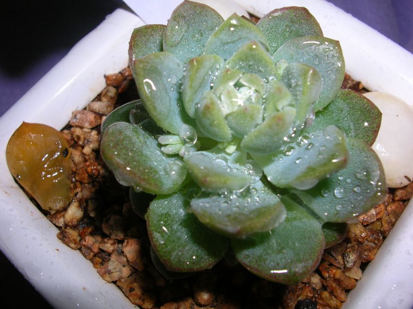 처음 들일 때의 모습이랍니다.