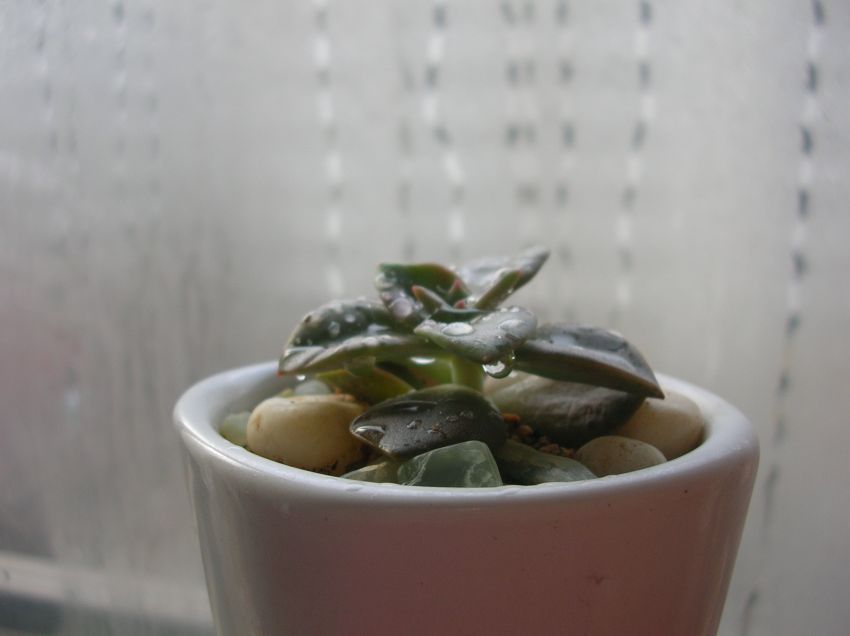 하지만 점점 화분을 점령하려고 해요.