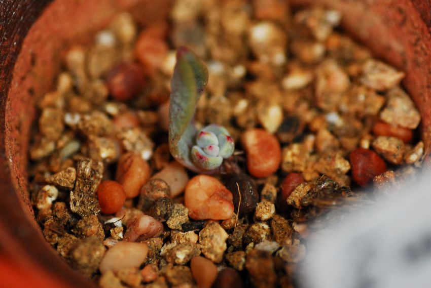 덤으로 받은 서러의 아침
