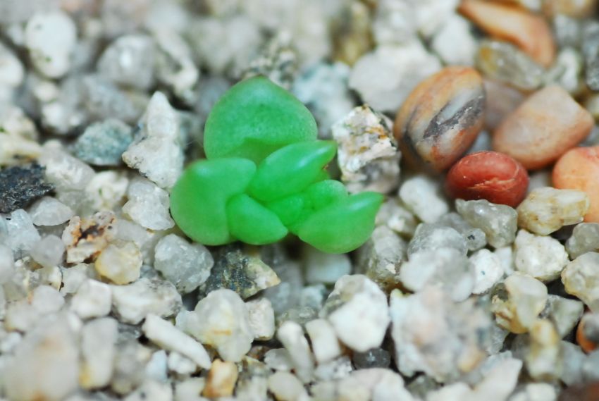 이래봐도 아이보리