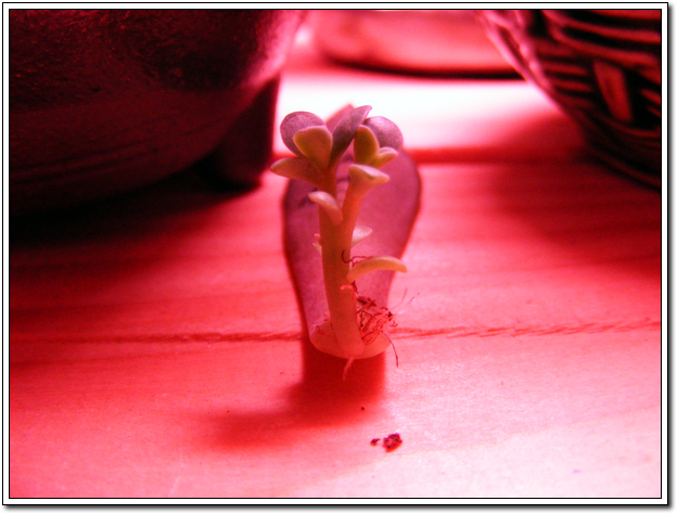 요건 12월 27일~ 윗사진에서 왼쪽아이에요~ (초연)