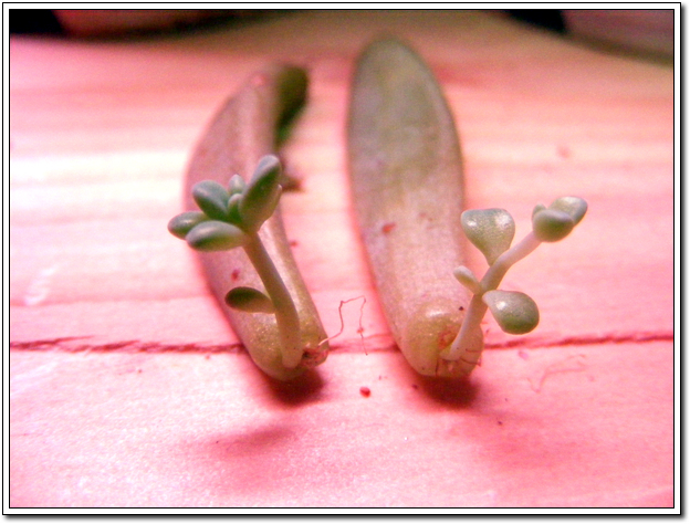 요것두 12월 19~일 ㅋ  (발디)