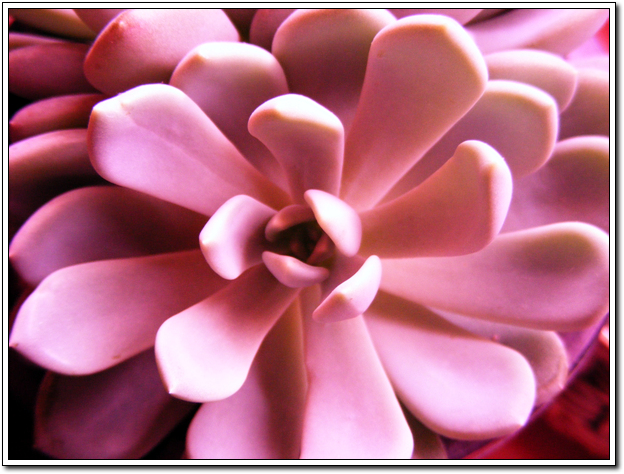 12월 28일날 입전