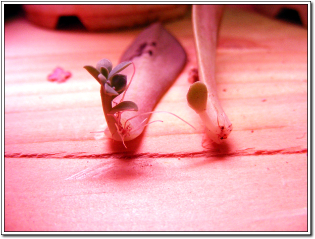 요게 아마 12월 19일 사진? ㅎ (초연)