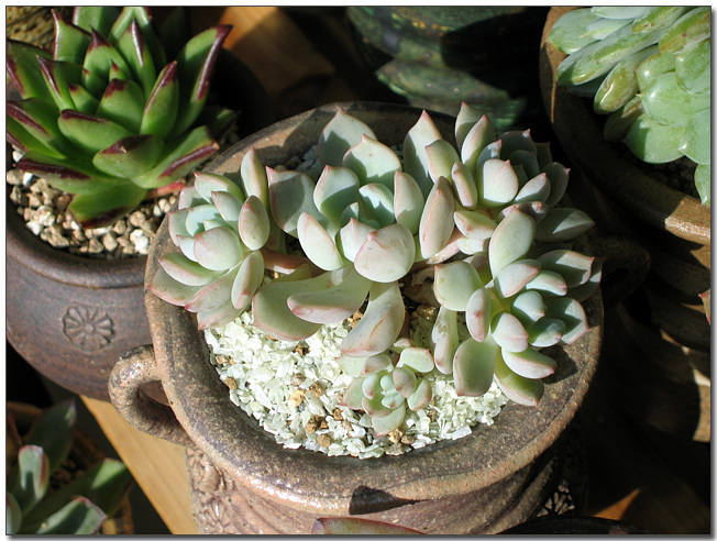 이름이 정확하지 않은 녀석이예요. 