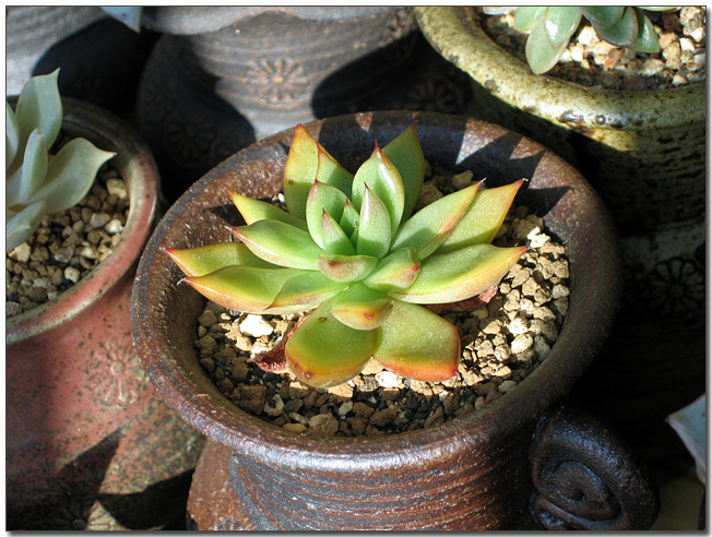 매혹의창(제이드포인트)