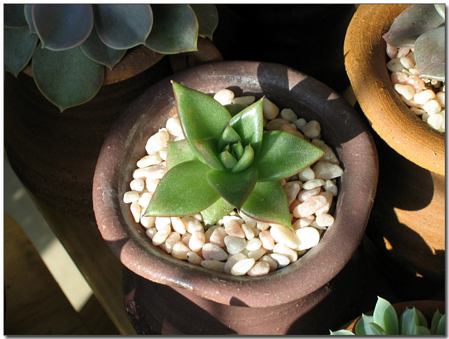 매혹의창(동운)