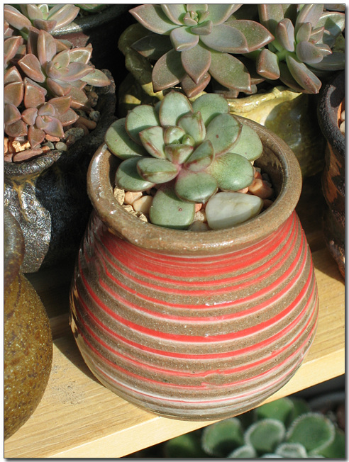 꽃피 셋트화분으로 들인 아메트롬