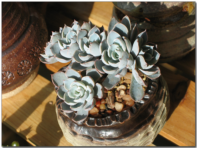 꽃피표 6두양로