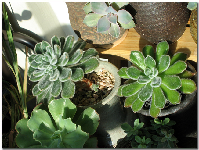 금사황 & 봄비시나