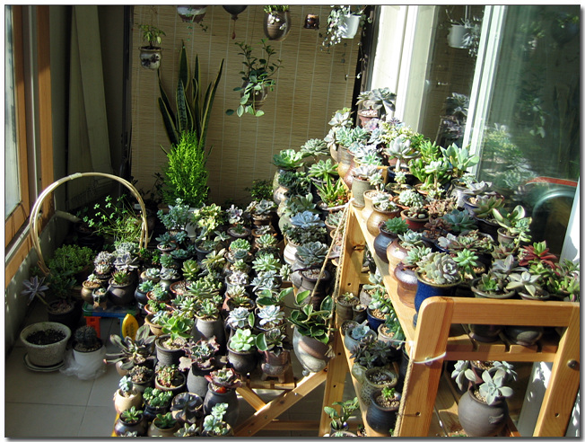 꽃피표 3단 화분대에 정리되어 있는 녀석들이예요.