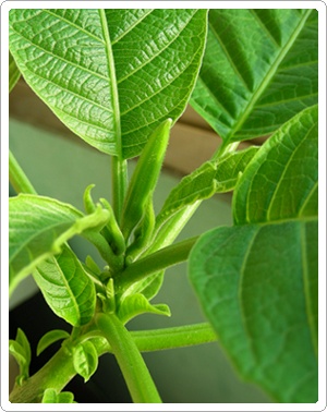 [보이시나요 ? 꽃대~]